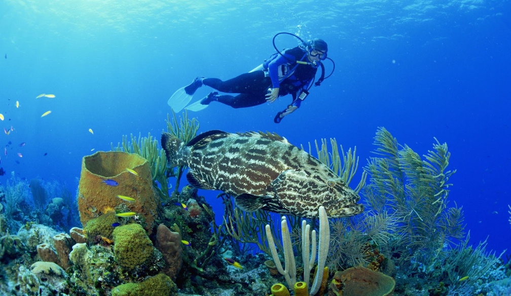 Discover the Best Scuba Diving Spots