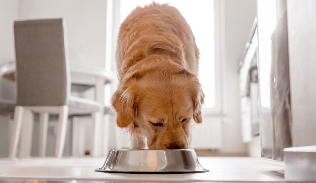 Low Fat Dog Food