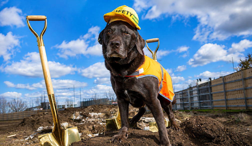 Safety Dog at the Construction Site