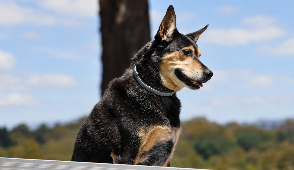Alert Black-and-Tan Dog on a Railing
