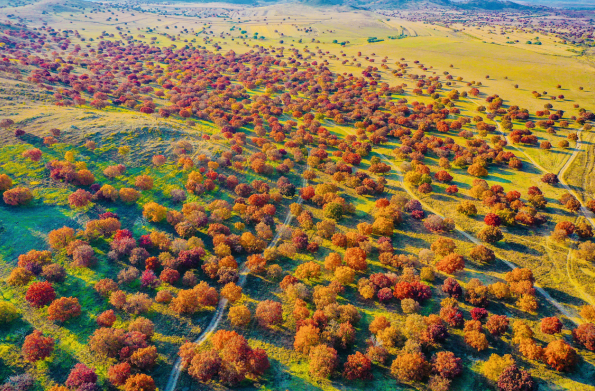 Landscape of acer mono forests in Hinggan League