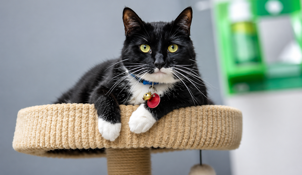 Cat Tree
